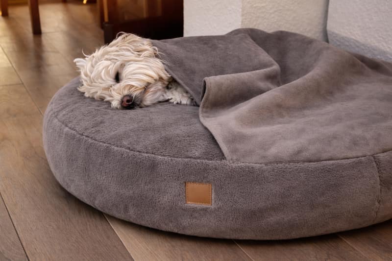 Hundehöhle_taupe_hund