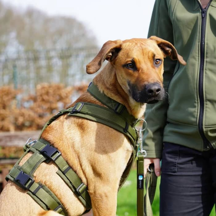 Hundegeschirr Safety Oliv_2