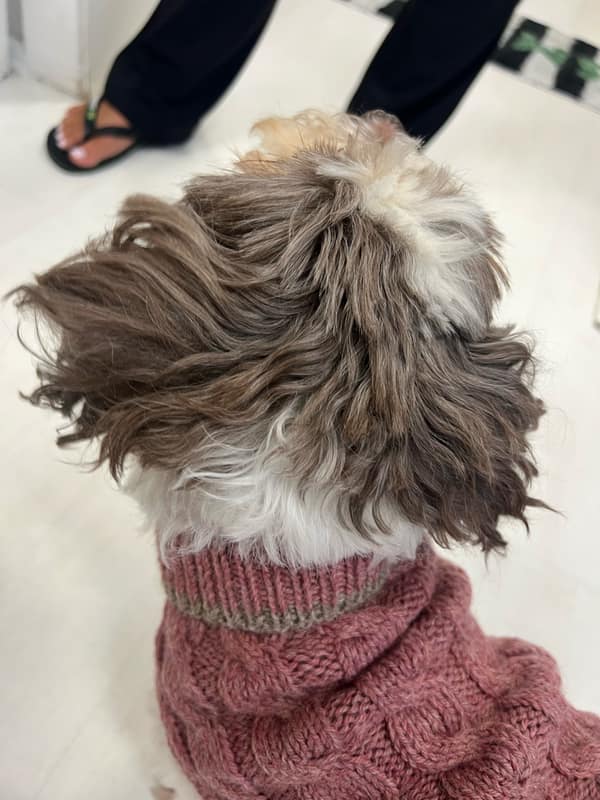 Strickpulli Beba