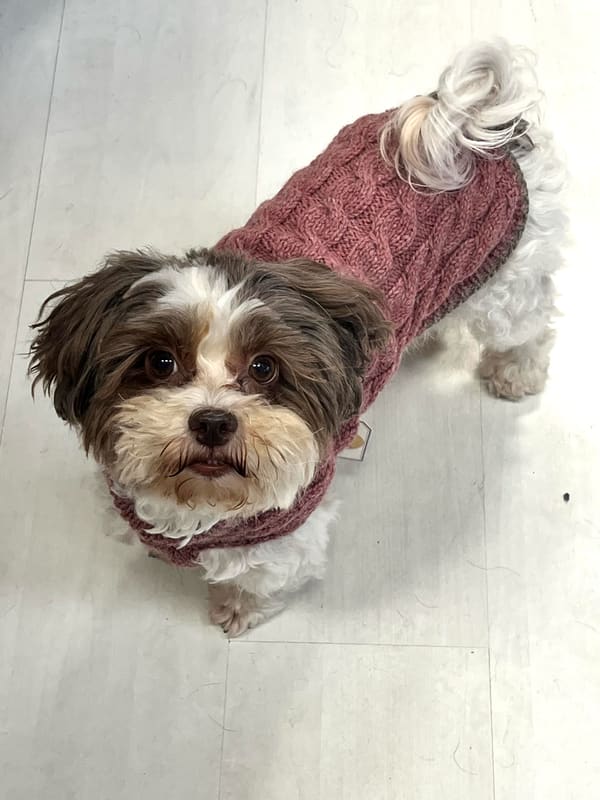 Strickpulli Beba 2