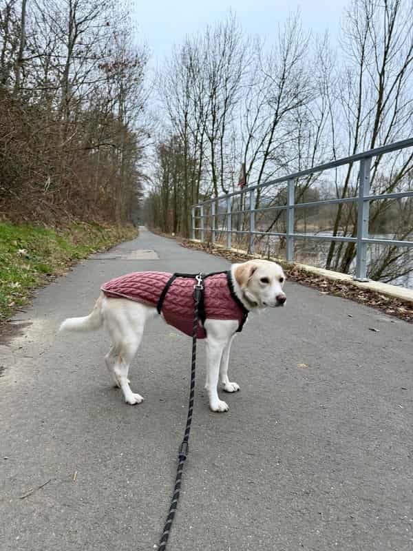 Strickpulli Peppi