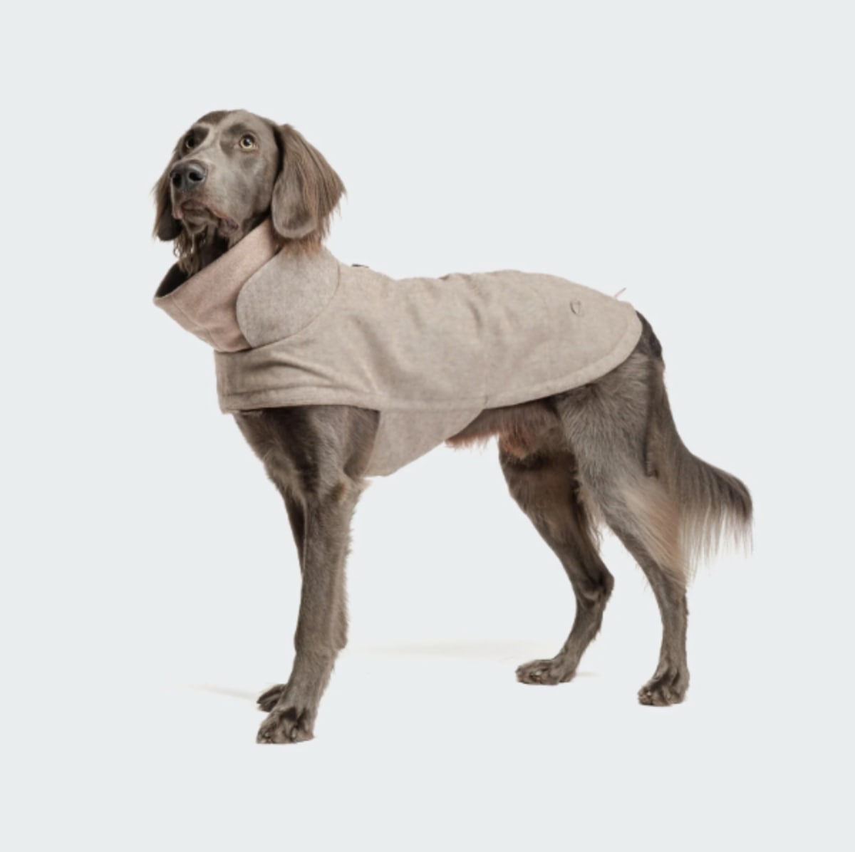 Hundemantel Brooklyn Tweed Beige Hund
